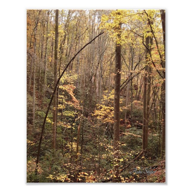 Foto Autumn Woodland (Frente)