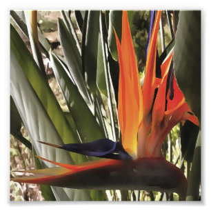 Foto Ave do Paraíso Strelitzia Reginae - Painti acrílic