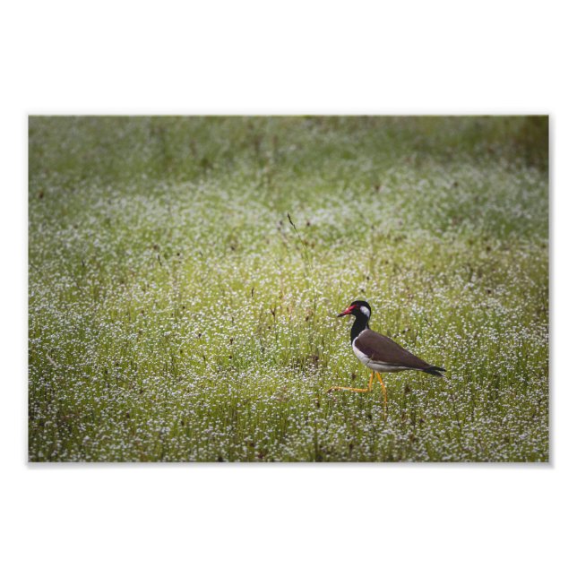 Foto Ave Lapwing na Grama (Frente)