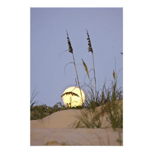 Foto Aveia do Mar Uniola paniculata) crescendo na areia