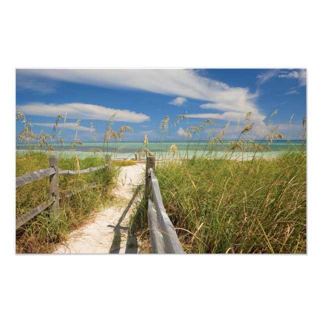 Foto Aveia do mar Uniola paniculata) crescendo pela pra (Frente)