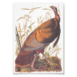 Foto Aves da América Selvagem Turca do Audubon