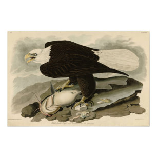Foto Aves de Audubon com cabeça branca (Águia Balda) da