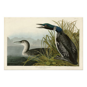 Foto Aves de Audubon do Norte Diver Loon da América