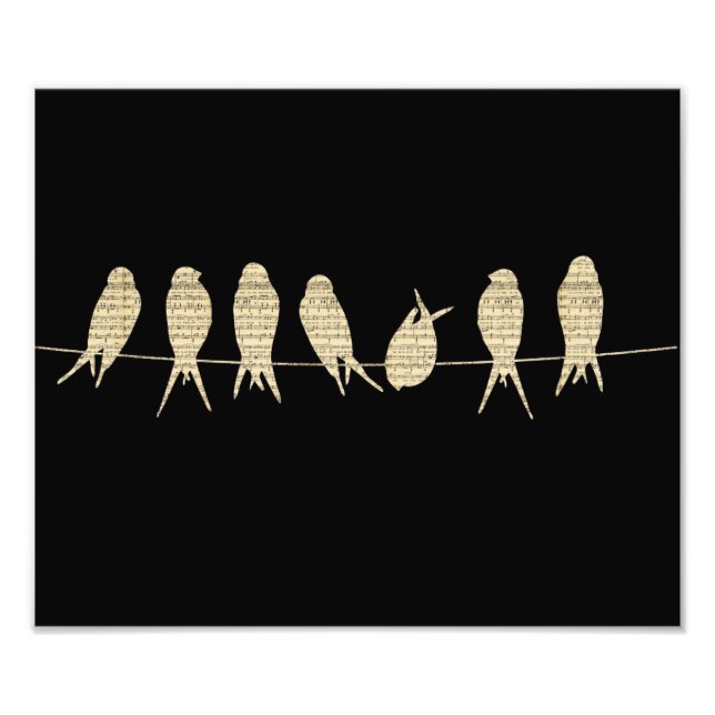 Foto Aves Musicais (Frente)