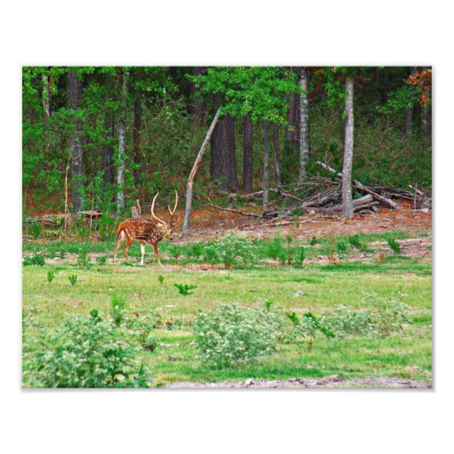 Foto Axis Deer Photo (Frente)