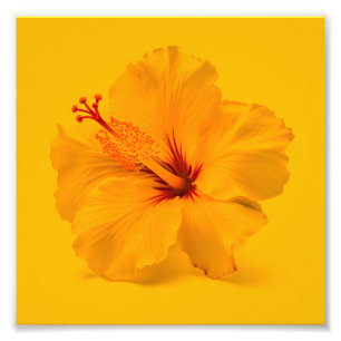 Foto Azalea Amarelo