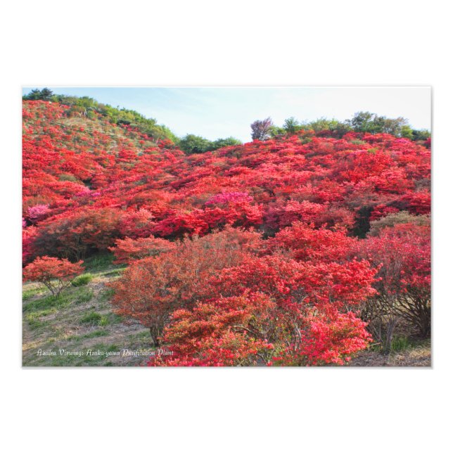 Foto Azalea Scenery [Premium Silver Salt Paper] (Frente)