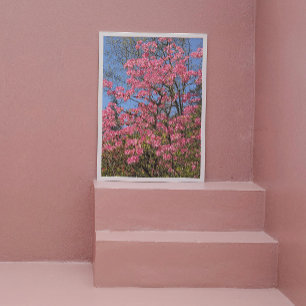 Foto Azaleas cor-de-rosa bonito Floral