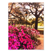 Azaleas no Forsyth Park