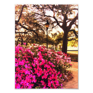 Foto Azaleas no Forsyth Park
