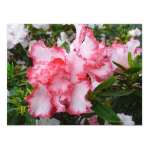 Foto Azaleas Primavera Floral, Vermelhas Duplas e Branc