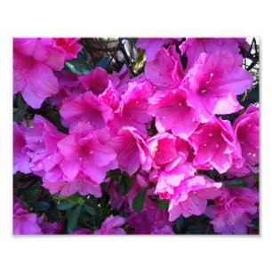 Foto Azáleas rosa bonito no Bloom