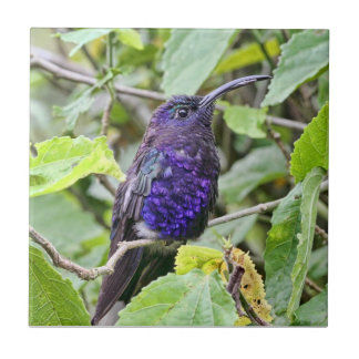 Foto azul do colibri