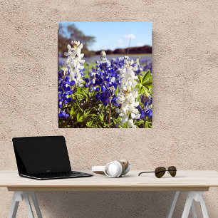 Foto Azul e Branco Bluebonnets Paisagem Acabamento em S