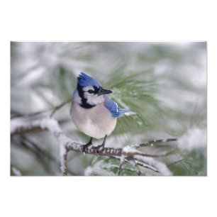 Foto Azul Gaio, Cyanocitta cristata