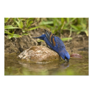 Foto Azul-grande bebendo em lagoa de quintal,