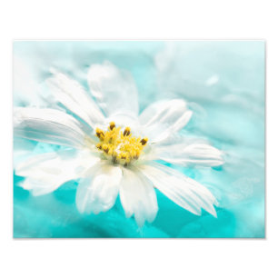Foto Azul-marisca-branca-flor-azulada-tropical