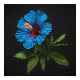 Foto "Azul Radiante: Flor Hibiscus A Preto