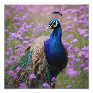 Foto Azul Real: Pavão Azul Em Campo De Lavanda,
