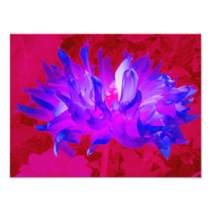 Foto Azul violeta assombroso e Cactus rosa-quente Dahli