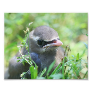 Foto Baby Cedar Waxwing Bird 8x10 Nature