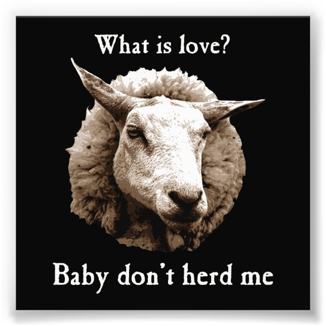 Foto Baby Don't Me Herd Sheep (Frente)