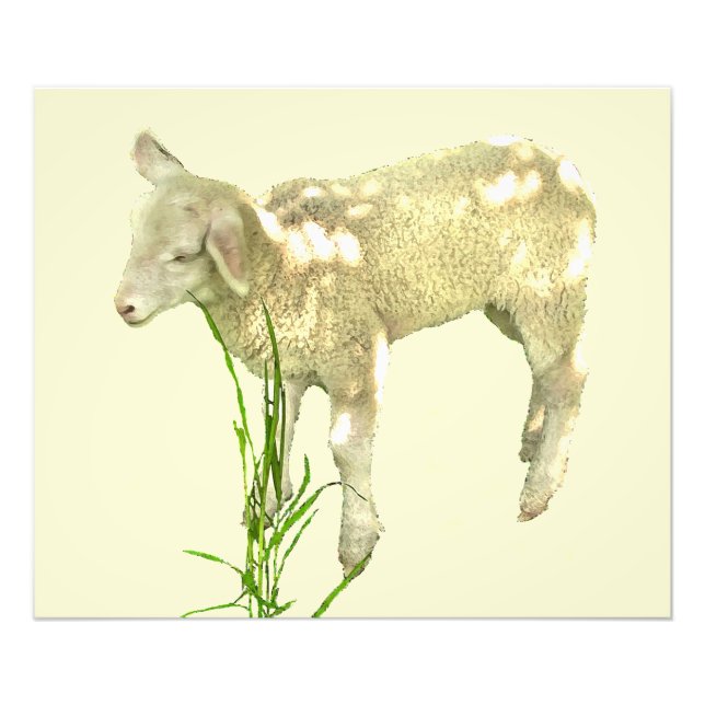Foto Baby Lamb in Grass on Yellow Photo Impressão (Frente)
