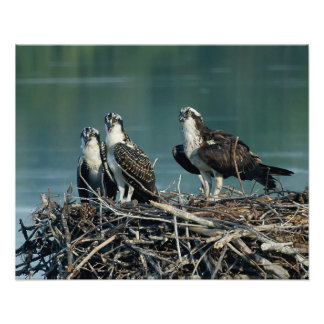 Foto Baby Osprey