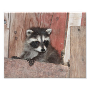 Foto Baby Raccoon Encontrado em Barn