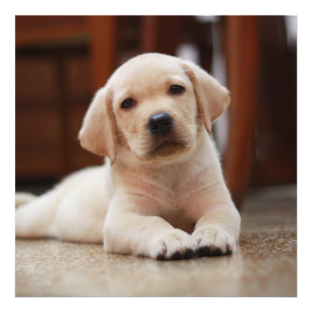 Foto Baby Yellow Labrador Puppy Dog deitado em Belly (Frente)