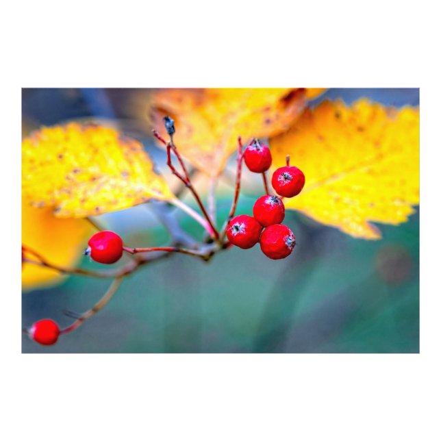 Foto bagas de espinho na moda no outono (Frente)