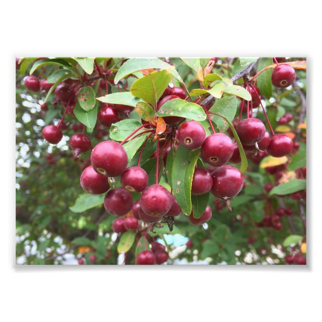 Foto bagas vermelhas (Frente)