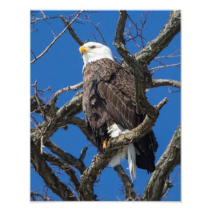 Foto Bald Eagle