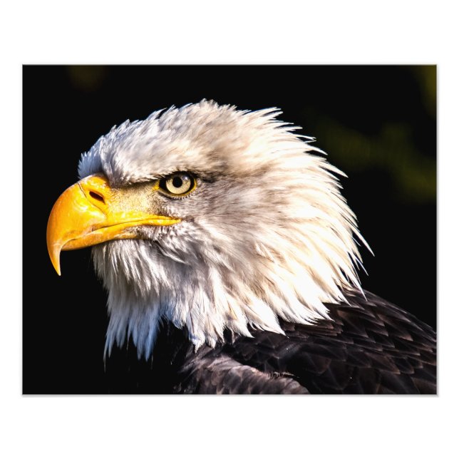 Foto Bald Eagle (Frente)
