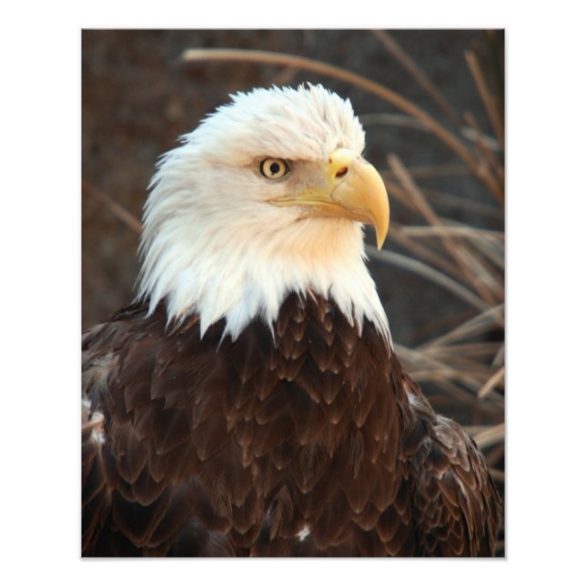 Foto Bald Eagle Closeup (Frente)