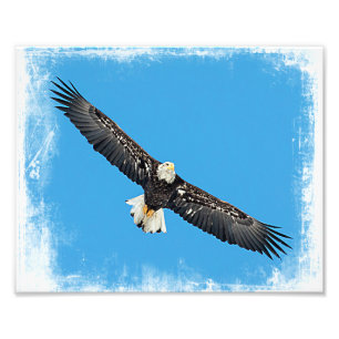 Foto Bald Eagle em voo