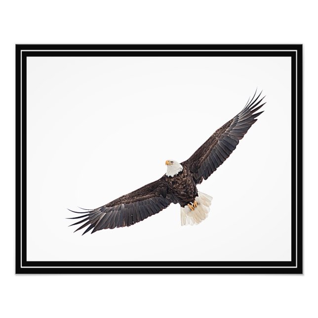 Foto Bald Eagle em voo (Frente)