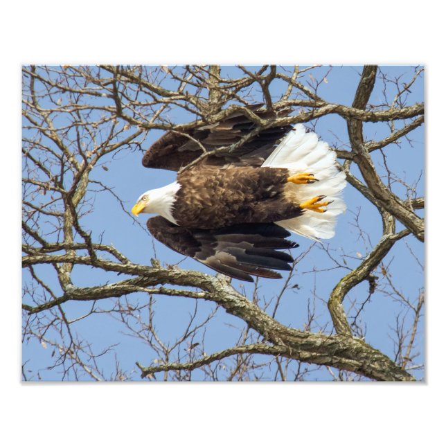 Foto Bald Eagle Flash (Frente)