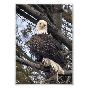 Foto Bald Eagle Me Olhando