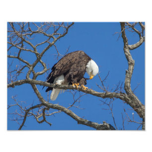 Foto Bald Eagle Preening