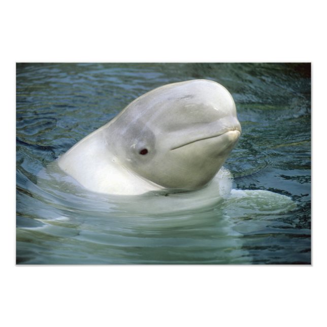 Foto Baleia Beluga, Delphinapterus leucas) (Frente)