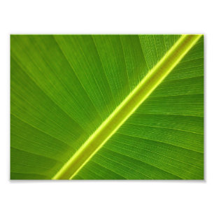 Foto Banana Leaf Macro