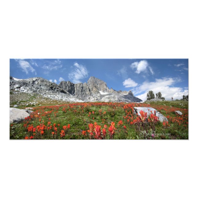 Foto Banner Pico de Flores Selvagens - Ansel Adams Wild (Frente)