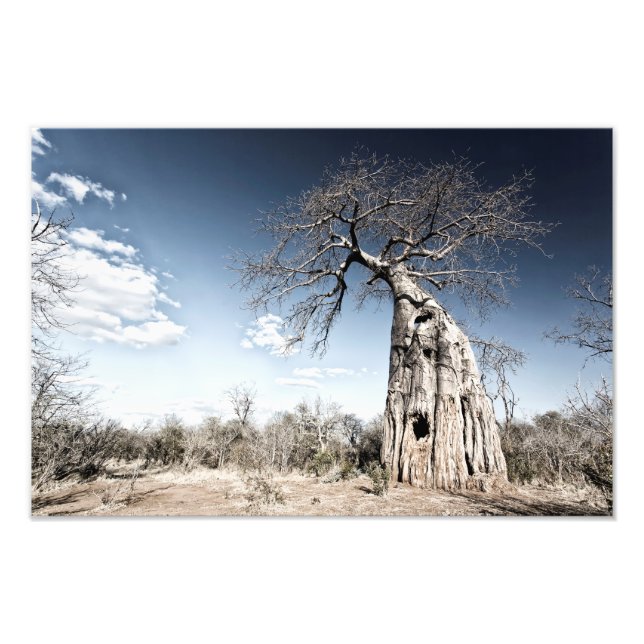 Foto Baobab Tree no Parque Nacional de Mana Piscina, Zi (Frente)
