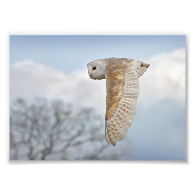 Foto Barn Owl na Impressão de voo (Frente)