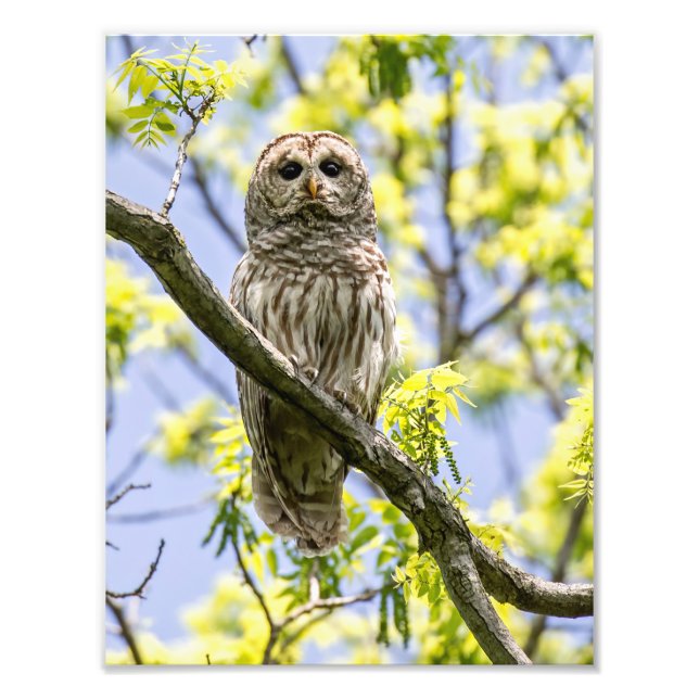 Foto Barred Owl (Frente)