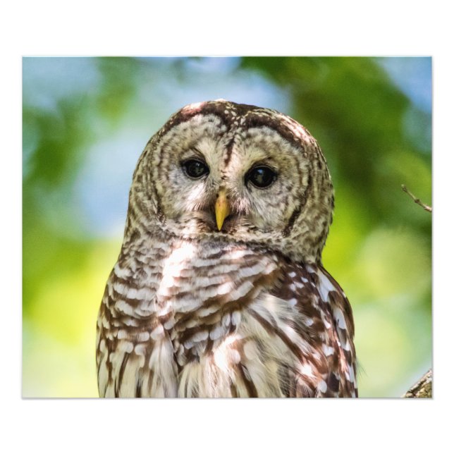 Foto Barred Owl (Frente)