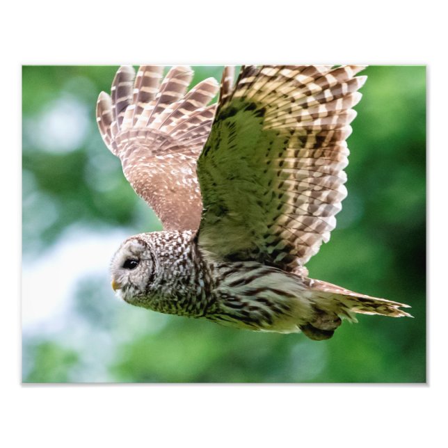 Foto Barred Owl em voo (Frente)