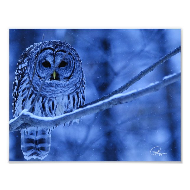 Foto Barred Owl Snow Storm (Frente)